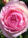 Роза плетистая Eden Rose (Эден Роуз) - Image2