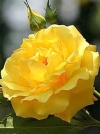 Роза плетистая Gold Beauty (Голд Бьюти) - Image1