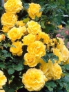 Роза плетистая Gold Beauty (Голд Бьюти) - Image2