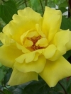 Роза плетистая Golden Showers (Голден Шоуерс) - Image1