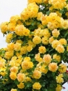 Роза плетистая Golden Showers (Голден Шоуерс) - Image2