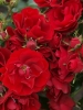 Роза плетистая Nahelglut (Нахеглут)