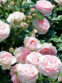 Роза плетистая Pierre de Ronsard (Пьер де Ронсар)