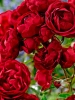 Роза плетистая Red Parfum (Ред Парфюм)