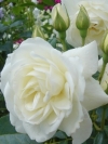 Роза плетистая Schneewalzer (Шнеевальцер) - Image1