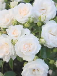 Роза почвопокровная Aspirin Rose (Аспирин Роуз)