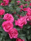 Роза чайно-гибридная Высоцкого - Венроза (Venrosa) - Image1