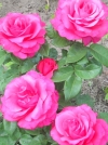 Роза чайно-гибридная Высоцкого - Венроза (Venrosa) - Image2