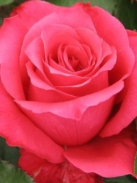 Роза чайно-гибридная Высоцкого - Венроза (Venrosa)