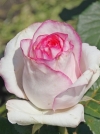 Роза чайно-гибридная Bella Vita (Белла Вита) - Image2