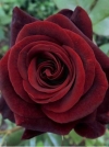 Роза чайно-гибридная Black Magic (Блэк Меджик) - Image1