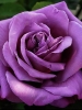 Роза чайно-гибридная Blue Nile (Блю Нил)