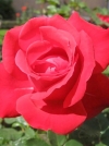 Роза чайно-гибридная Cherry Love (Черри Лав) - Image1