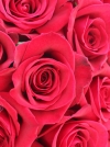 Роза чайно-гибридная Cherry Love (Черри Лав) - Image2