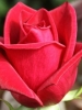 Роза чайно-гибридная Cherry Love (Черри Лав)