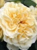 Роза чайно-гибридная Comtessa (Комтесса)