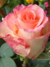 Роза чайно-гибридная Duett (Дуэт) - Image2