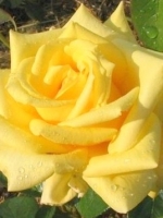 Роза чайно-гибридная Golden Medallion (Голд Медальон)