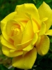 Роза чайно-гибридная Kerio (Керио)