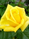 Роза чайно-гибридная Landora (Ландора) - Image2