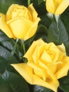 Роза чайно-гибридная Landora (Ландора) - Image3