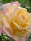 Роза чайно-гибридная Peace (Пис) - Image1