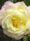 Роза чайно-гибридная Peace (Пис) - Image2