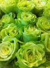 Роза чайно-гибридная Super Green (Супер Грин) - Image1
