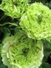 Роза чайно-гибридная Super Green (Супер Грин) - Image2