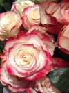 Роза чайно-гибридная Sweetness (Свитнес) - Image1