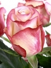 Роза чайно-гибридная Sweetness (Свитнес) - Image2
