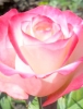 Роза чайно-гибридная Sweetness (Свитнес)