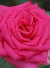 Роза чайно-гибридная Topaz (Топаз) - Image1