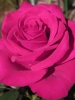 Роза чайно-гибридная Topaz (Топаз)