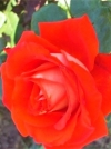 Роза чайно-гибридная Verano (Верано) - Image2