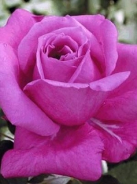 Роза чайно-гибридная Violette Parfume (Виолет Парфум)