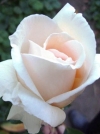 Роза чайно-гибридная Virginia (Верджиния) - Image1