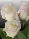 Роза чайно-гибридная Virginia (Верджиния) - Image2
