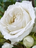 Роза чайно-гибридная White Symphonie (Вайт Симфони)