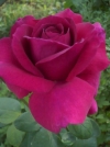 Роза чайно-гибридная Yurianda (Юрианда) - Image1