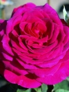 Роза чайно-гибридная Yurianda (Юрианда) - Image2