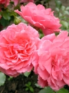 Роза шраб Rosarium Uetersen (Розариум Ютерсен) - Image1