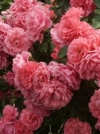Роза шраб Rosarium Uetersen (Розариум Ютерсен) - Image2