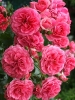 Роза шраб Rosarium Uetersen (Розариум Ютерсен)