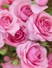 Роза шраб Royal Bonica (Роял Боника)