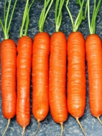 Морковь Тип-Топ