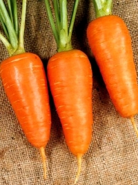 Морковь Болтекс 