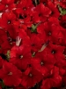 Петунія багатоквіткова Селебриті F1 червона