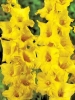 Гладиолус садовый Limoncello (Лимончелло)