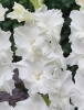 Гладиолус садовый Paloma Blanca (Палома Бланка)